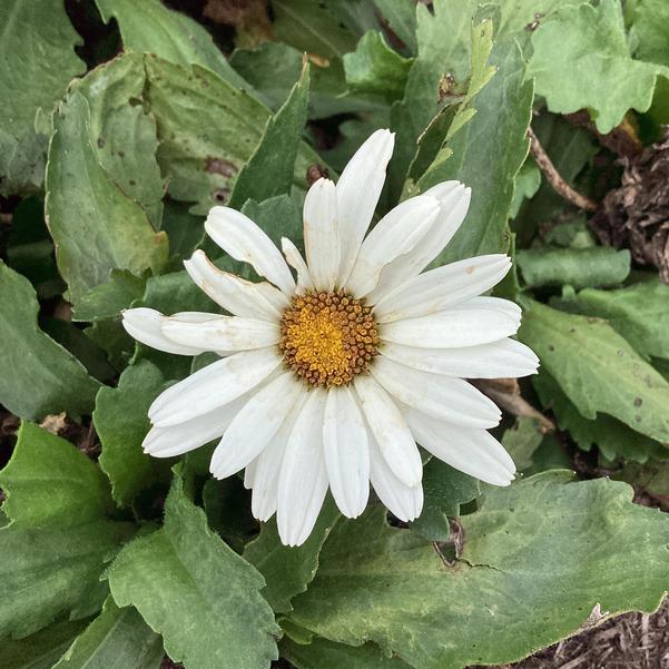 LEUCANTHEMUM maximum Western Star Libra - 9cm pot