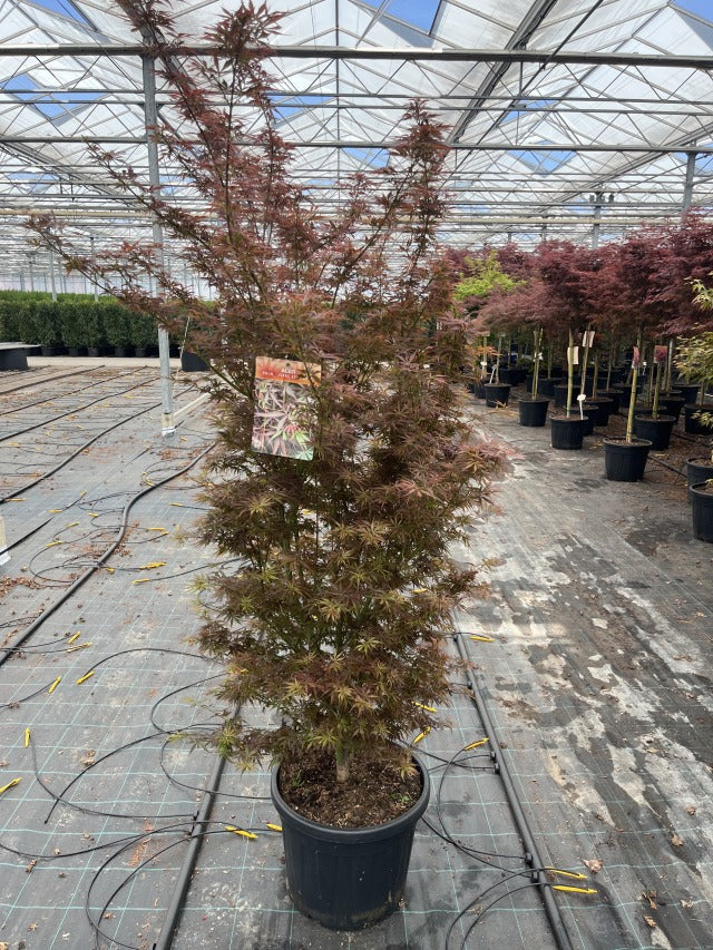 Acer palmatum Jerre Schwartz 3L / 35L