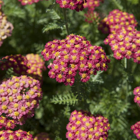 ACHILLEA millefolium Desert Eve Red - 9cm pot