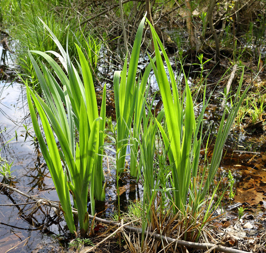 Acorus calamus (Sweet flag) - MP001 Packs