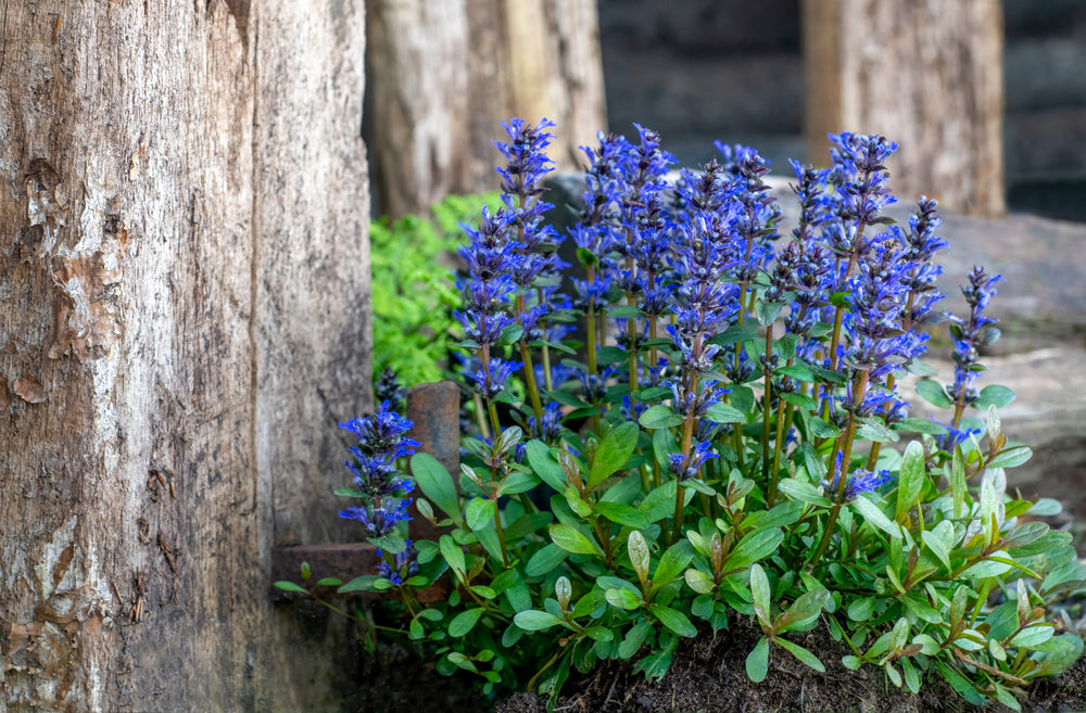 Ajuga Reptans 'Common' - BP002A Packs