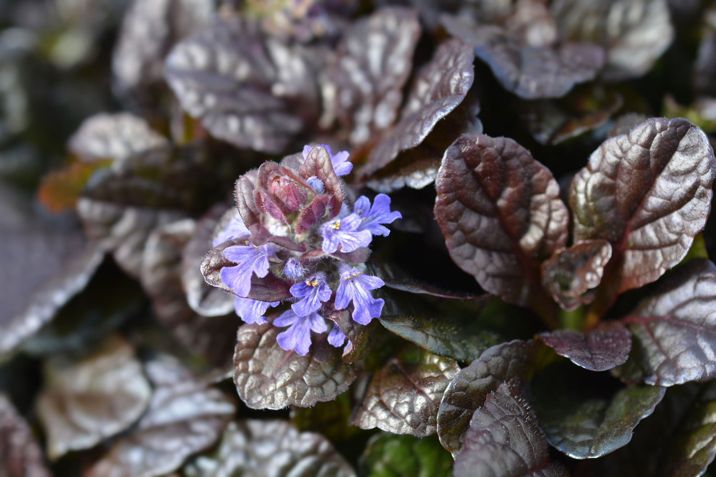 Ajuga reptans 'Braunherz' - BP003B Packs