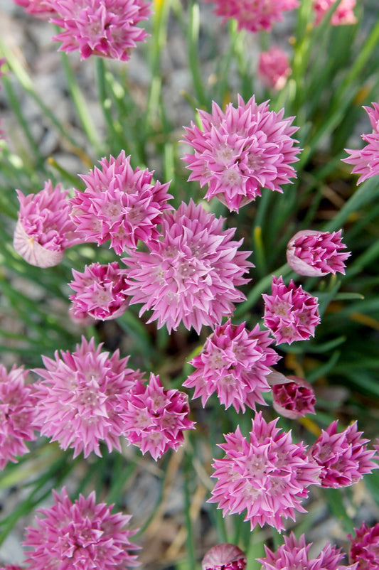 ALLIUM schoenoprasum Rising Star - 9cm pot