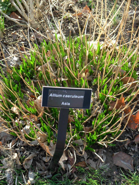 ALLIUM azureum 4/5cm - 10 Bulbs