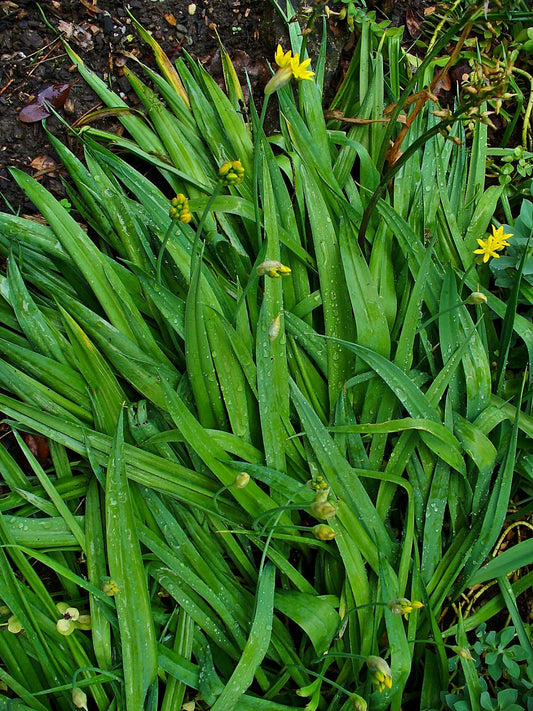ALLIUM Moly 4/5cm - 10 Bulbs