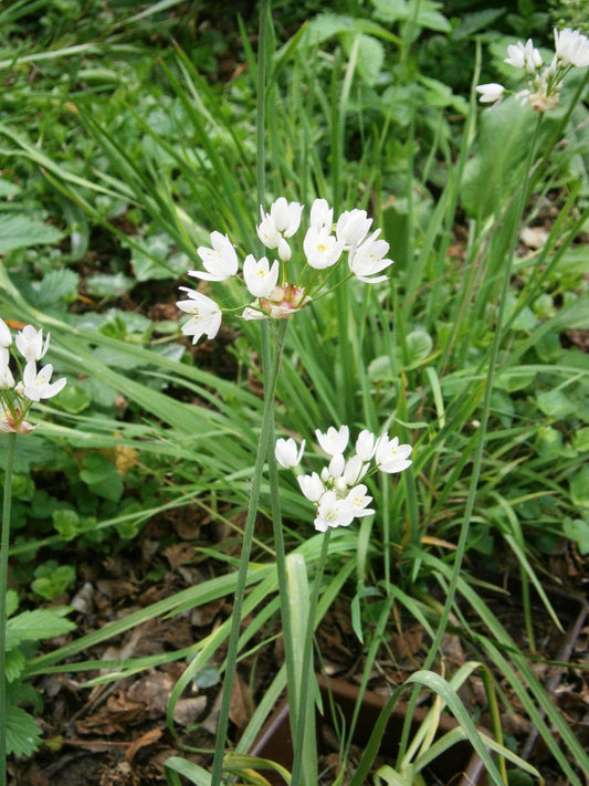 ALLIUM roseum 5cm+ - 10 Bulbs