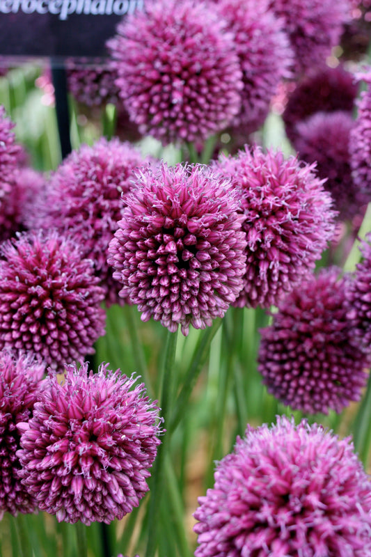 ALLIUM sphaerocephalon 5/6cm - 10 Bulbs