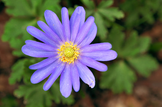 ANEMONE blanda Blue Shades 5/6cm - 10 Bulbs
