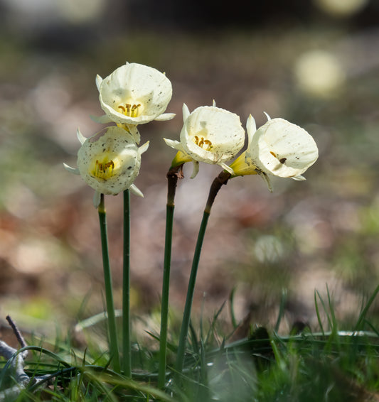 Min DAFFODIL bulbocodium Artic Bells 8/10cm - 10 Bulbs