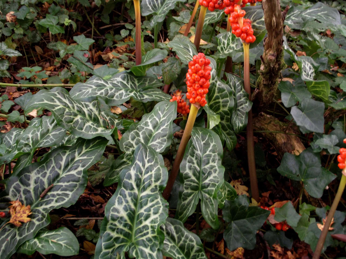 Arum italicum - Marginal Pond Plants - BP009