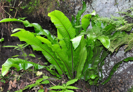 Asplenium scolopendrium angustatum - BP011 Packs