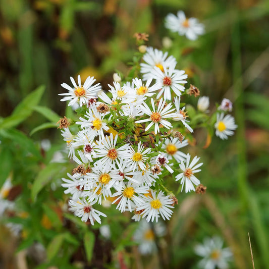 1 x ASTER pringlei Monte Cassino - 9cm Pot