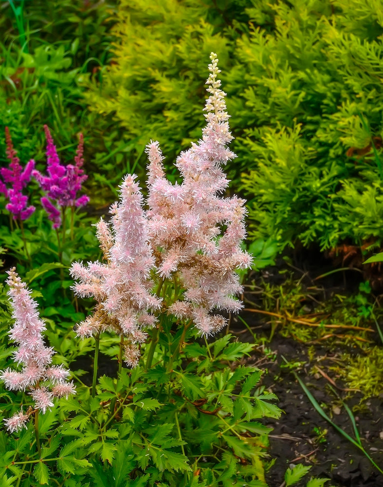 Astilbe Salmon Pink (Strassenfeder) - BP015A Packs