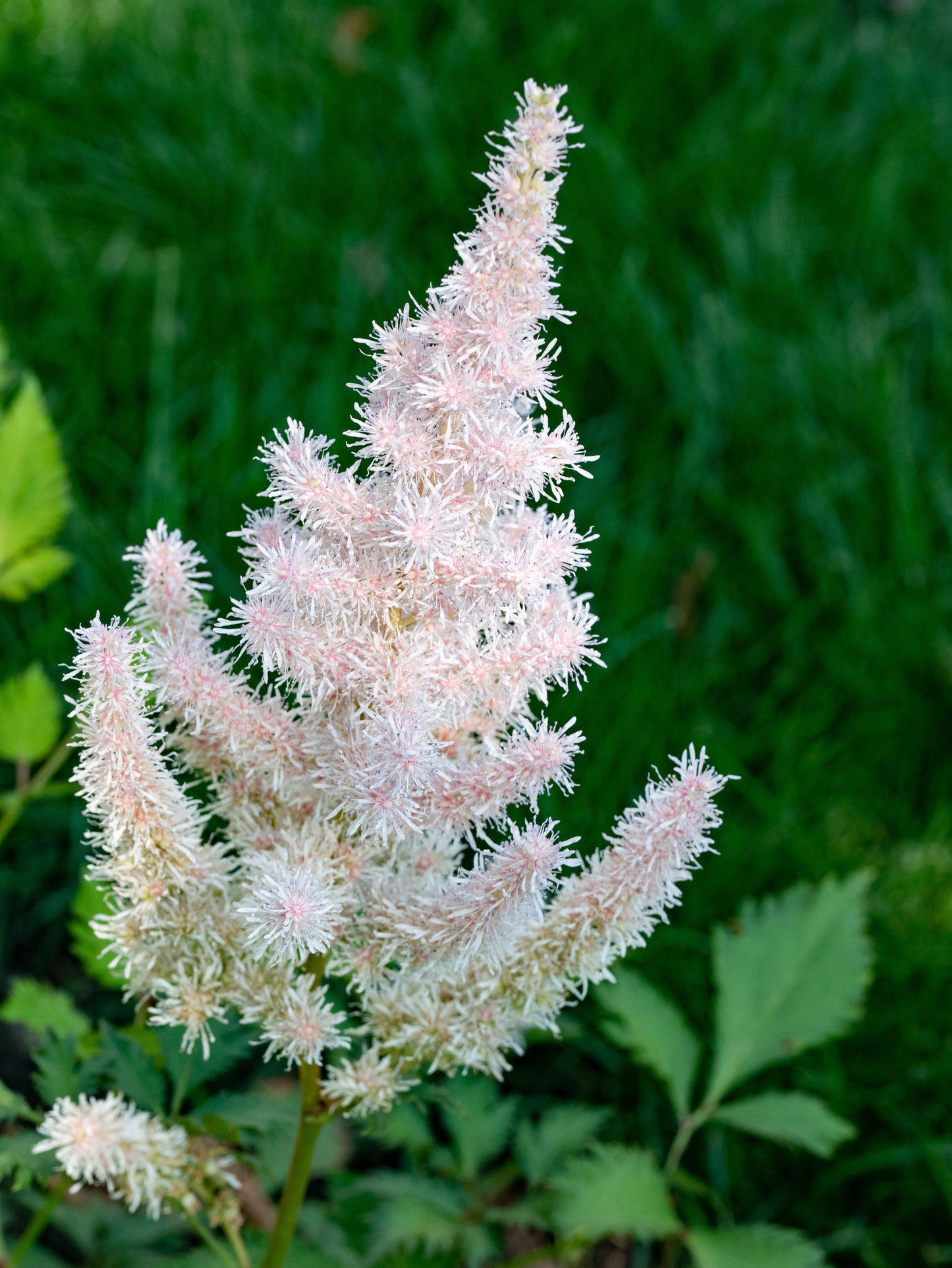 Astilbe 'Avalanche' - BP012 Packs
