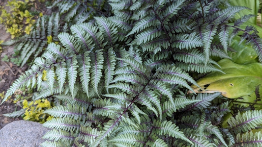 Athyrium niponicum 'Pewter Lace' - BP017 Packs