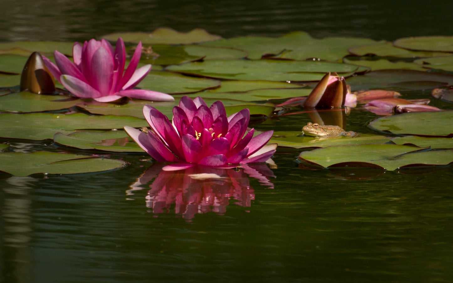 Attraction water lily - pond plants - LW02