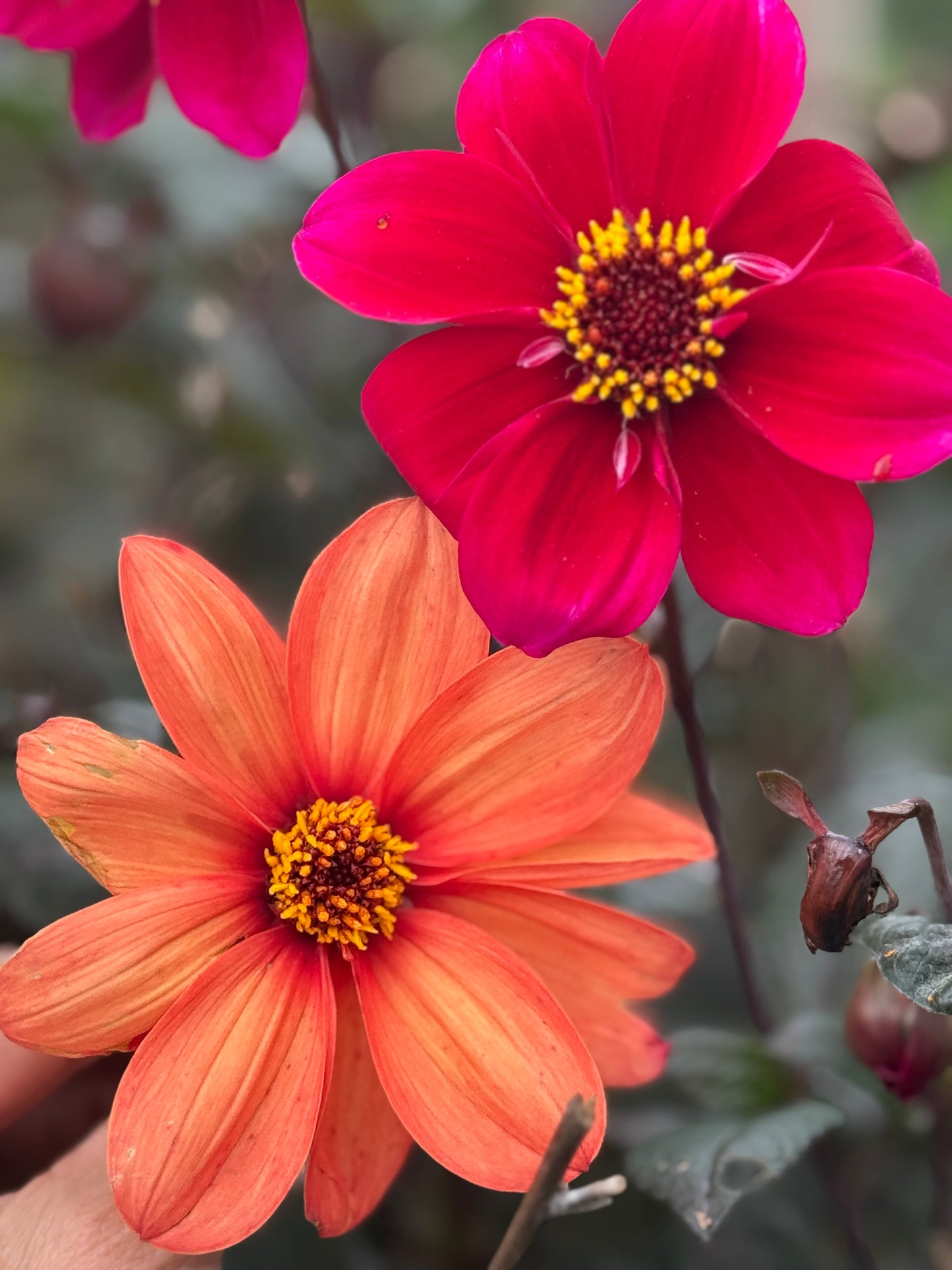 Dahlia Bishops Children Mix