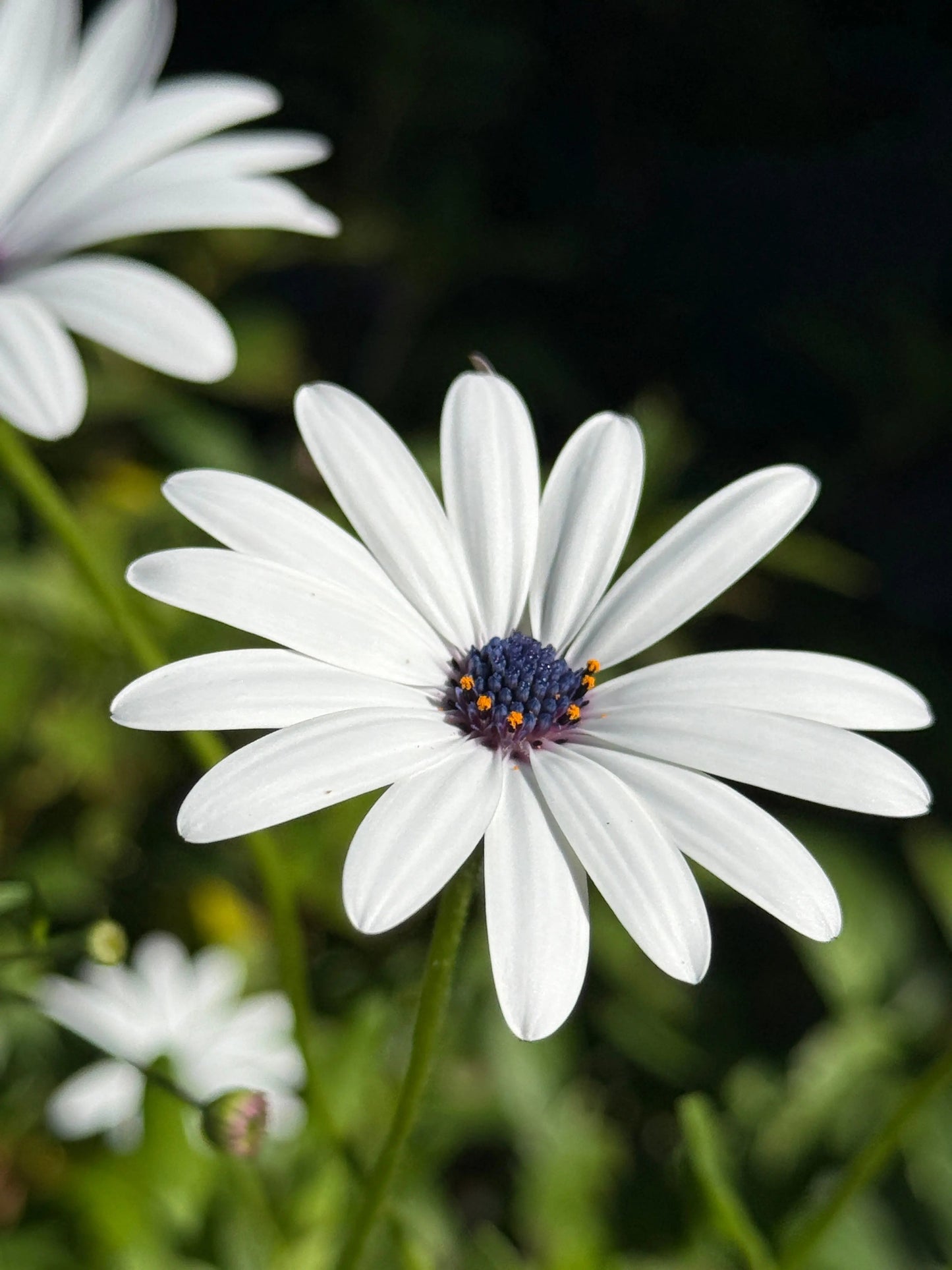 Osteospermum Sky and Ice - African Daisy