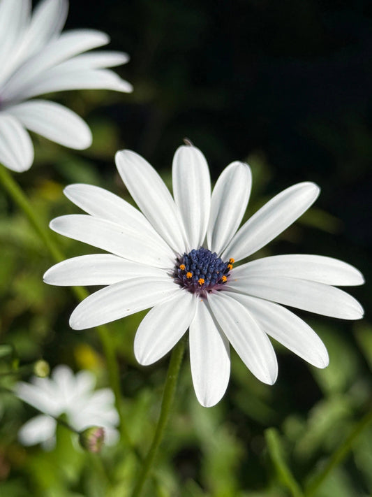 Osteospermum Sky and Ice - African Daisy