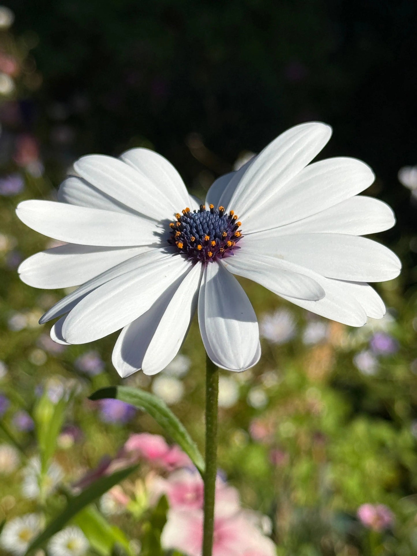 Osteospermum Sky and Ice - African Daisy