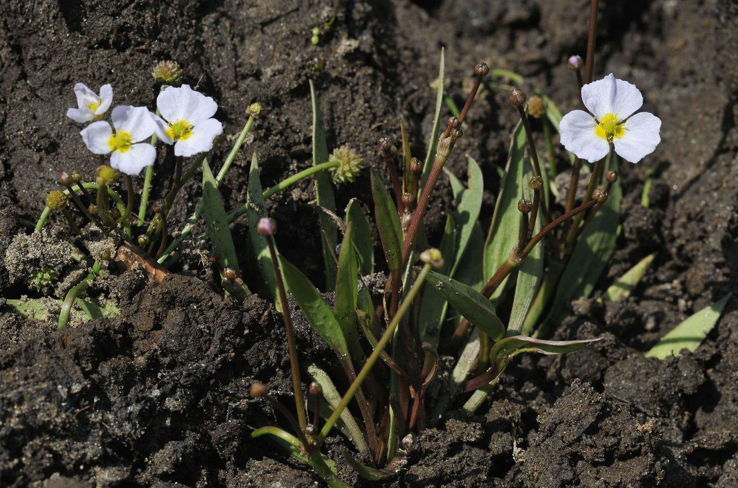 Baldellia ranunculoides (Lesser water plaintain) - Marginal Pond Plants - MP010
