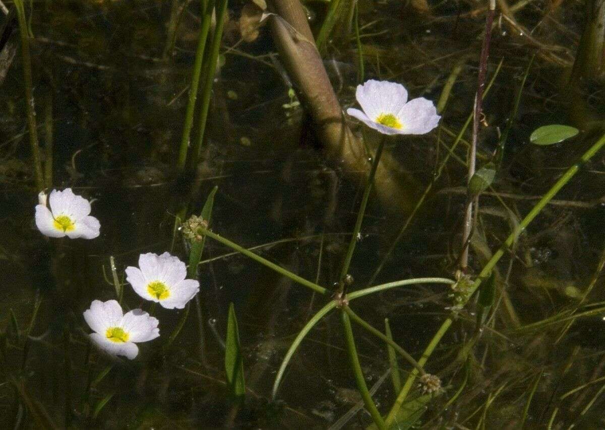 Baldellia ranunculoides (Lesser water plaintain) - Marginal Pond Plants - MP010