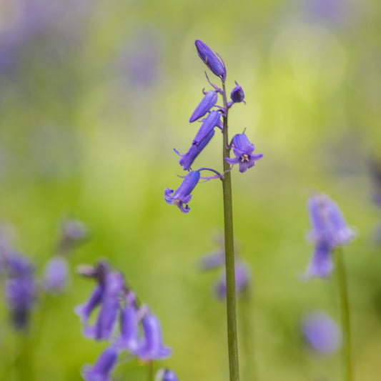 HYACINTHOIDES non-scriptus (Imported Bluebell) 6/7cm - 10 Bulbs