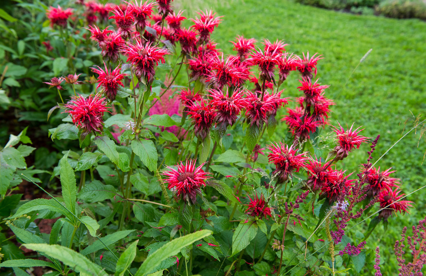 Monarda Bee-Happy - Marginal Pond Plants - BP083