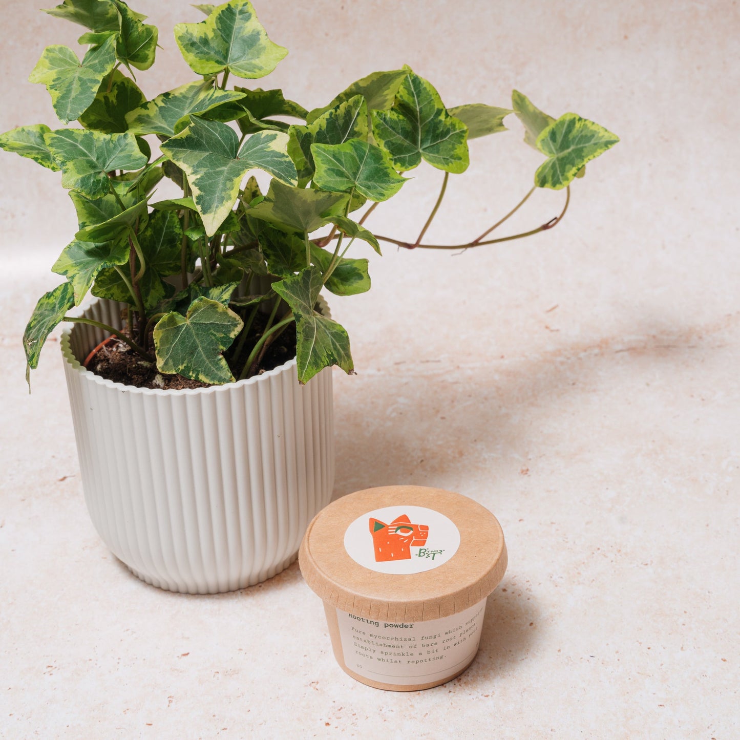 Rooting powder