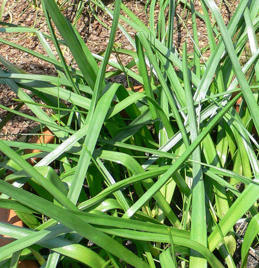 BRODIAEA laxa Queen Fabiola 5/6cm - 10 Bulbs