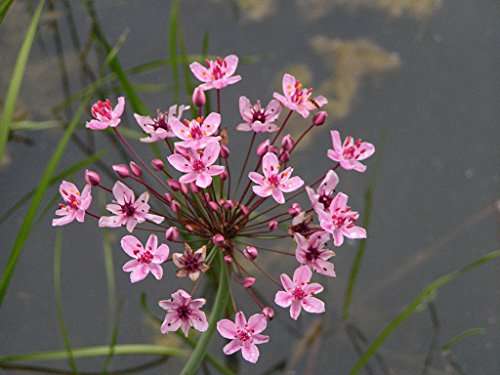 Butomus Umbellatus Live Water Plant Aquatic Pond Lake Marginal (Bargain) - MP011