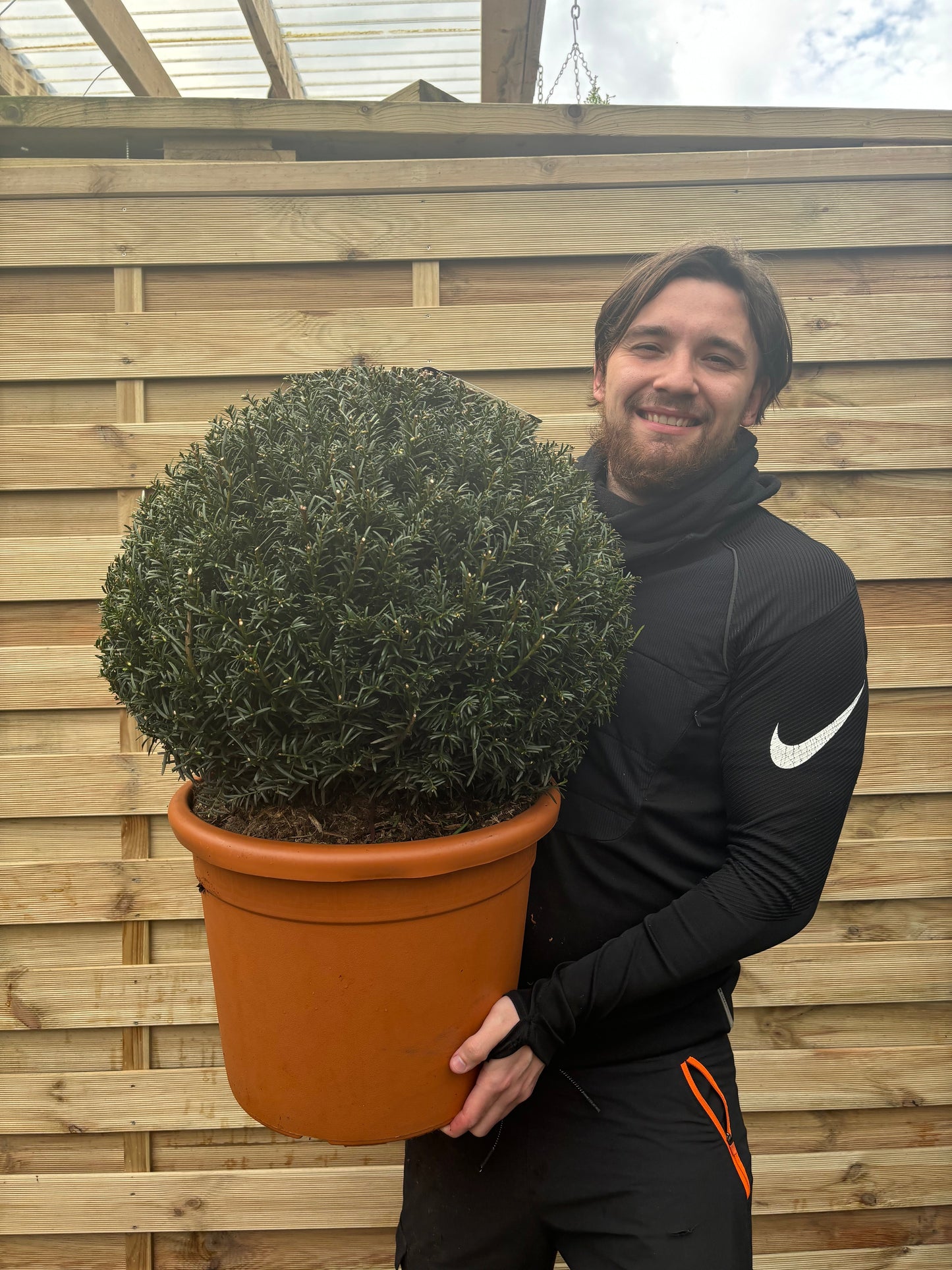 Yew Ball - Taxus Baccata Ball 6L / 7L / 10L / 22L