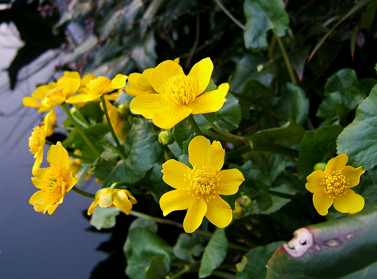 Caltha palustris (Marsh marigold) - MP014 Packs