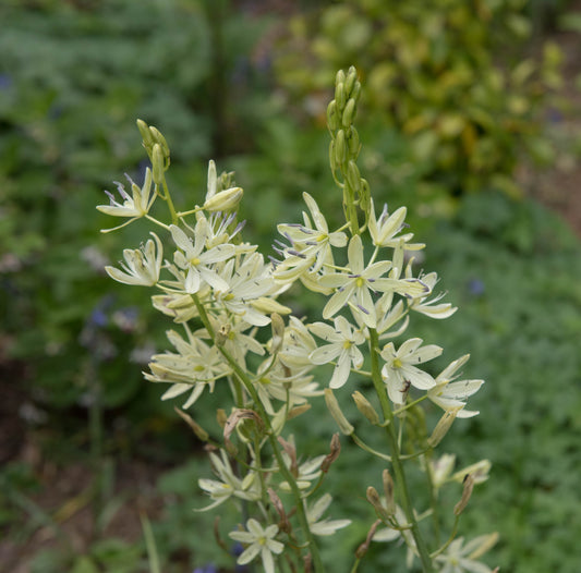 Camassia leichtlini ‘ALBA’ (Common camas lily) - Marginal Pond Plant - BP021