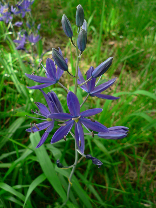 CAMASSIA quamash Orion 6cm up - 10 Bulbs