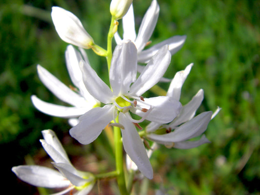 CAMASSIA esculenta 6cm up - 10 Bulbs