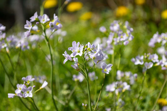 Cardamine pratensis (Lady’s smock) - Marginal Pond Plants - MP019