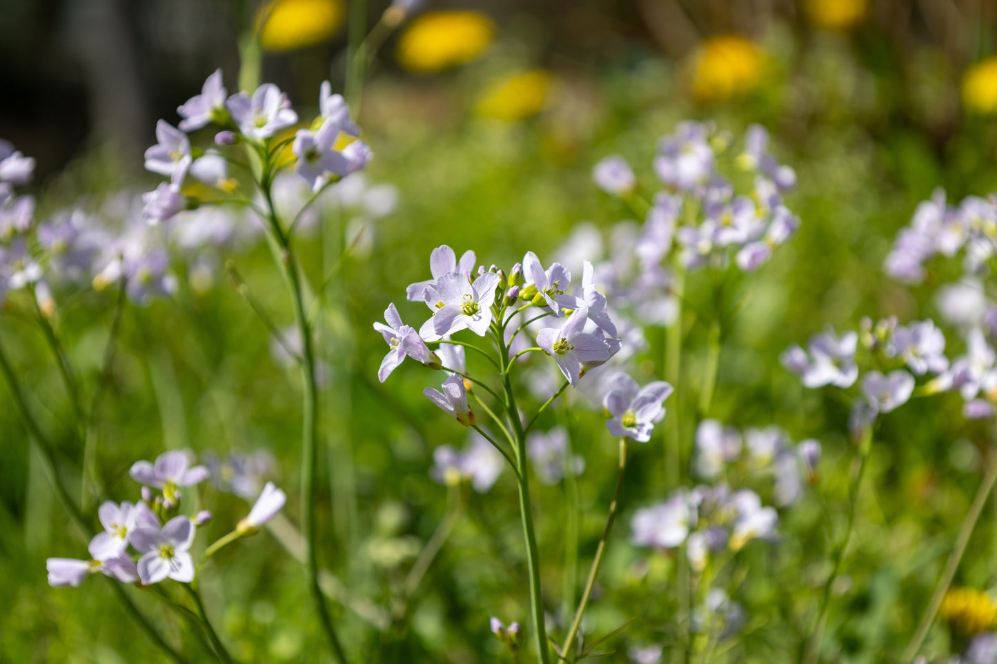 Cardamine pratensis (Lady’s smock) - MP019 Packs
