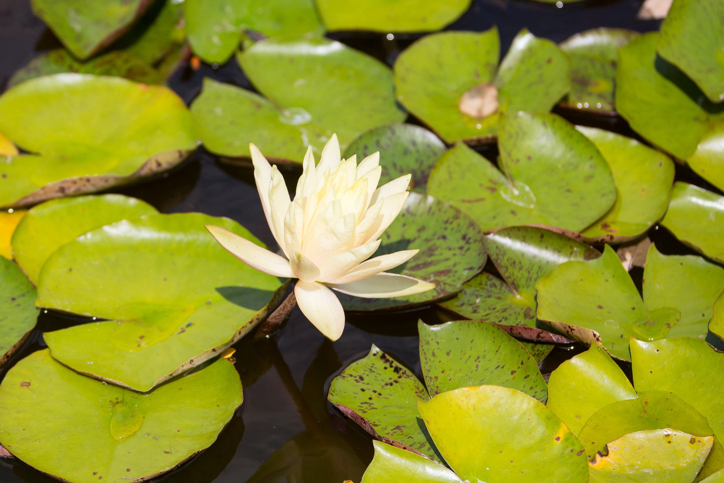 Charlene Strawn water lily - pond plants - LW04