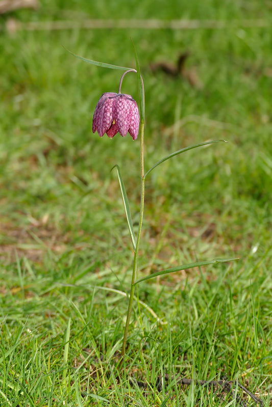 FRITILLARIA meleagris 7cm up - 10 Bulbs
