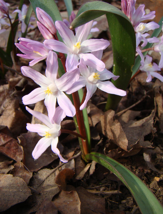 CHIONODOXA forbesii Pink Giant 5/6cm - 10 Bulbs