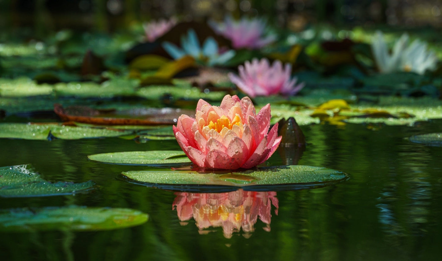 Comanche water lily - pond plants - SW02