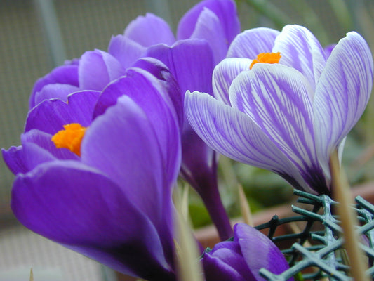 CROCUS Large Flowered Purple 7/8cm - 10 Bulbs