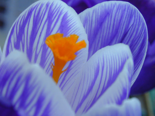 CROCUS Large Flowered Mixed 7/8cm - 10 Bulbs