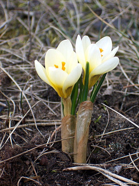 CROCUS Species Cream Beauty 5/7cm - 10 Bulbs