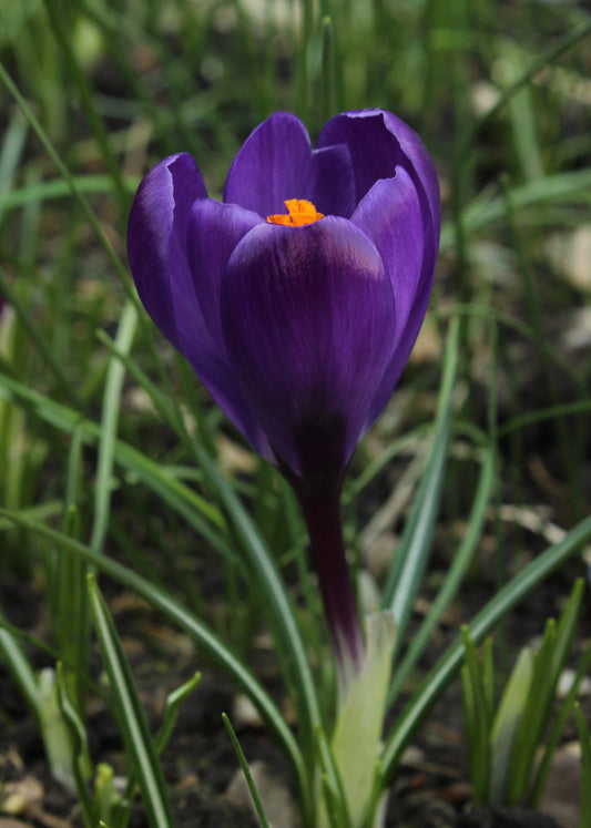 CROCUS Large Flowered Blue 7/8cm - 10 Bulbs