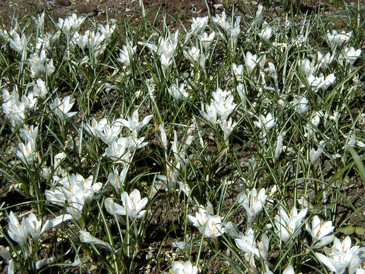 CROCUS Large Flowered White 7/8cm - 10 Bulbs