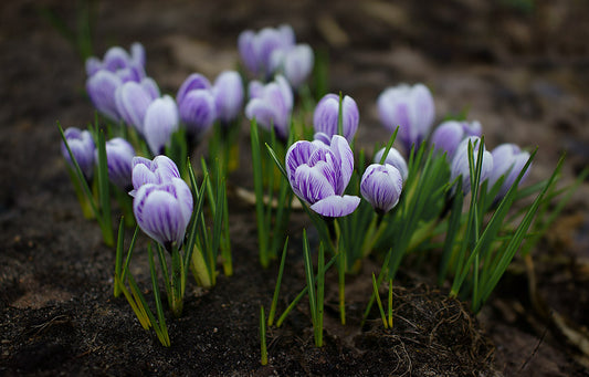 CROCUS Large Flowered Striped 7/8cm - 10 Bulbs