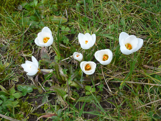 CROCUS Species Snow Bunting 5/7cm - 10 Bulbs