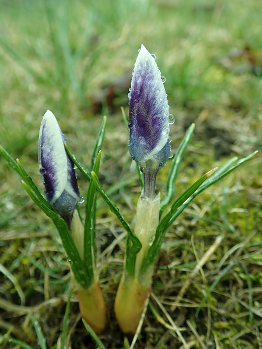 CROCUS species Prins Claus 5/7cm - 10 Bulbs